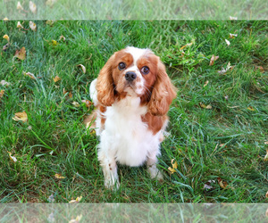 Cavalier King Charles Spaniel Puppy for sale in SYRACUSE, IN, USA