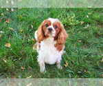 Small Cavalier King Charles Spaniel