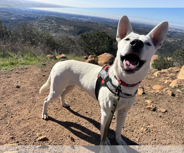 Medium Photo #2 Mutt Puppy For Sale in San Diego, CA, USA