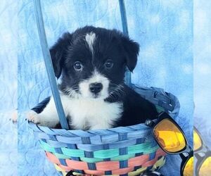 Pembroke Welsh Corgi-Poodle (Toy) Mix Puppy for sale in NEWMANSTOWN, PA, USA