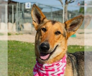 Collie-Unknown Mix Dogs for adoption in Waco, TX, USA