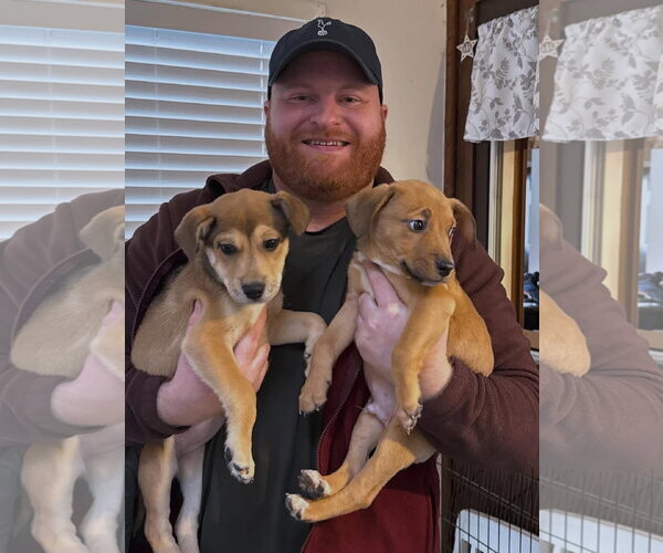 Medium Photo #3 Labrador Retriever-Unknown Mix Puppy For Sale in Woodbury, NY, USA