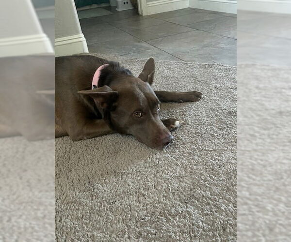 Medium Photo #4 Australian Kelpie-Unknown Mix Puppy For Sale in Chandler, AZ, USA