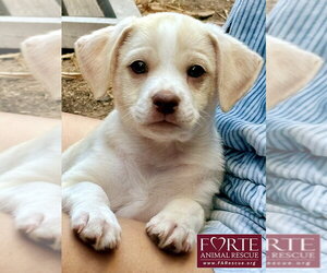 Labrador Retriever-Unknown Mix Dogs for adoption in Marina del Rey, CA, USA