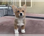 Small #6 Pembroke Welsh Corgi