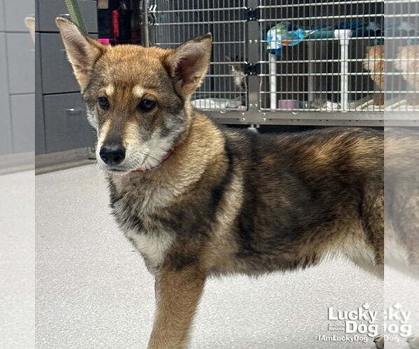 Medium Photo #3 Alaskan Klee Kai-Unknown Mix Puppy For Sale in Washington, DC, USA