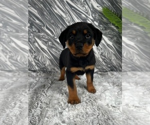 Rottweiler Puppy for sale in GREENWOOD, IN, USA