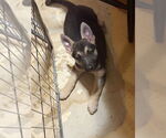 Small #2 German Shepherd Dog