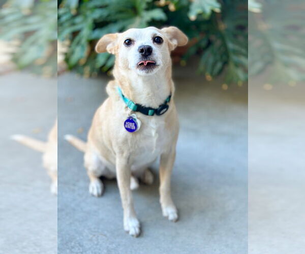 Medium Photo #7 Rat-Cha Puppy For Sale in Pittsburg, CA, USA