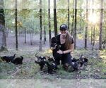 Small Photo #7 German Shepherd Dog Puppy For Sale in REDFIELD, AR, USA
