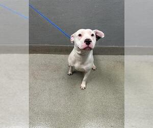 American Pit Bull Terrier-Unknown Mix Dogs for adoption in Las Vegas, NV, USA