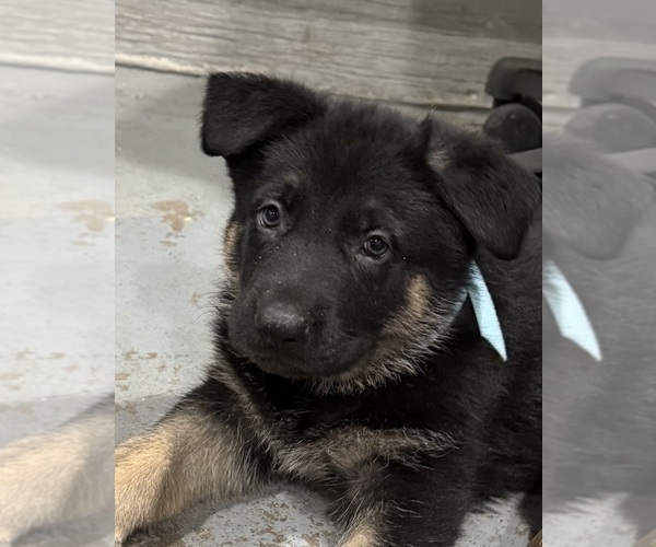 Medium Photo #5 German Shepherd Dog Puppy For Sale in BRIGHTON, CO, USA
