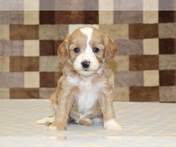 Medium Photo #3 Bernedoodle (Miniature)-Cavapoo (Miniature) Mix Puppy For Sale in DENVER, PA, USA