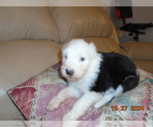 Old English Sheepdog Puppy for sale in RAYMORE, MO, USA