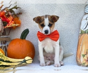 Fox Terrier (Toy) Puppy for sale in LANCASTER, PA, USA