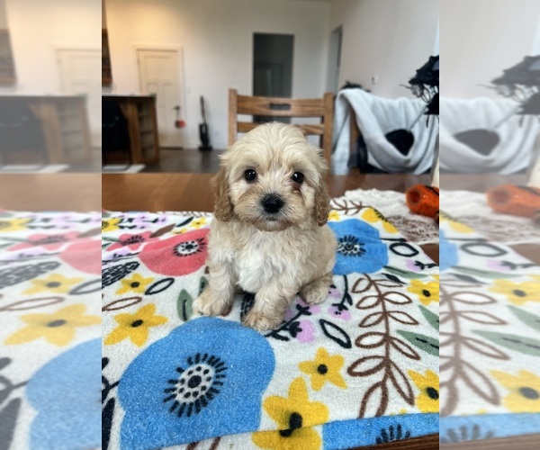 Medium Photo #5 Cavapoo Puppy For Sale in BELDING, MI, USA