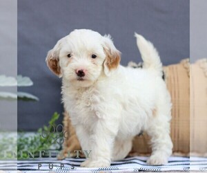 Goldendoodle (Miniature) Puppy for sale in LITITZ, PA, USA