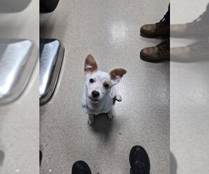 Mutt Dogs for adoption in Woodbury, NY, USA