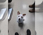 WINNIE - Male Mutt Dog for Adoption - Small photo