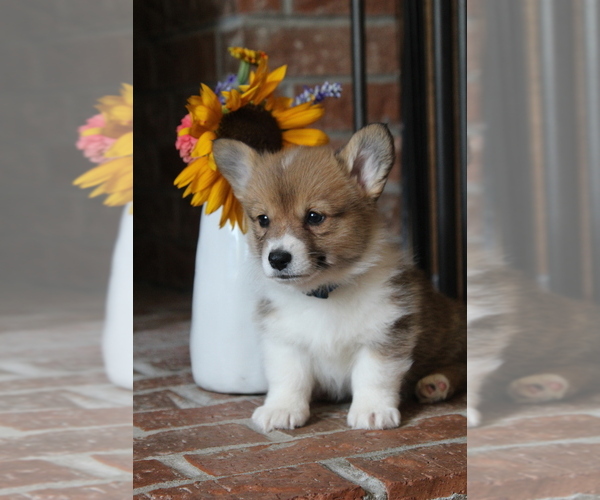 Medium Photo #5 Pembroke Welsh Corgi Puppy For Sale in FAIR GROVE, MO, USA