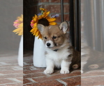 Small #4 Pembroke Welsh Corgi