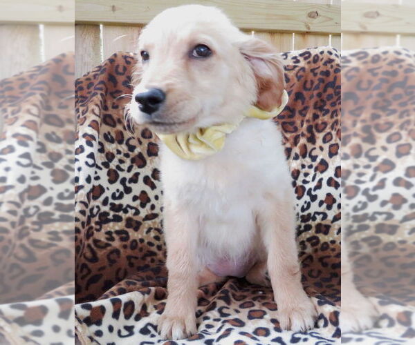 Medium Photo #4  Puppy For Sale in , 