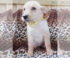Golden Retriever Dogs for adoption in Grovertown, IN, USA