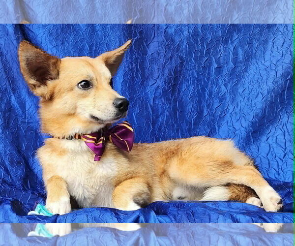 Medium Photo #5 Shiba Inu-pomeranian spitz Mix Puppy For Sale in Cuba, NY, USA