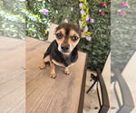Small #2 Chihuahua