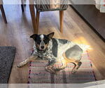 Small #1 Mutt