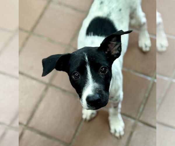 Medium Photo #3 Pointer-Unknown Mix Puppy For Sale in Jefferson, NJ, USA