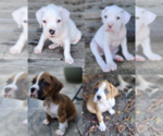 Litter of 4 - Male BoxerLitter of Puppies for Sale - Photo #2