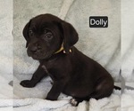 Small #2 Cane Corso