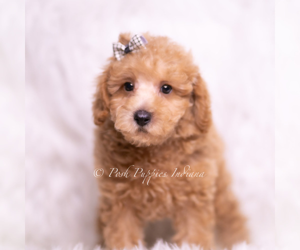 Medium Photo #94 Maltipoo (Toy) Puppy For Sale in WARSAW, IN, USA