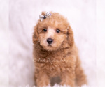 Small Photo #94 Maltipoo (Toy) Puppy For Sale in WARSAW, IN, USA