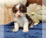 Small Bernedoodle (Miniature)