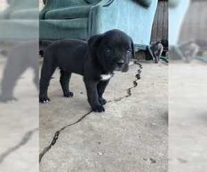 Cane Corso Puppy for sale in AMARILLO, TX, USA