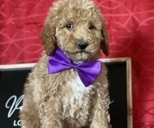 Goldendoodle Puppy for sale in LANCASTER, PA, USA