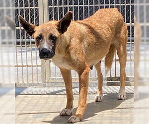 *HELGA - Female German Shepherd Dog-Unknown Mix Dog for Adoption - Photo #2