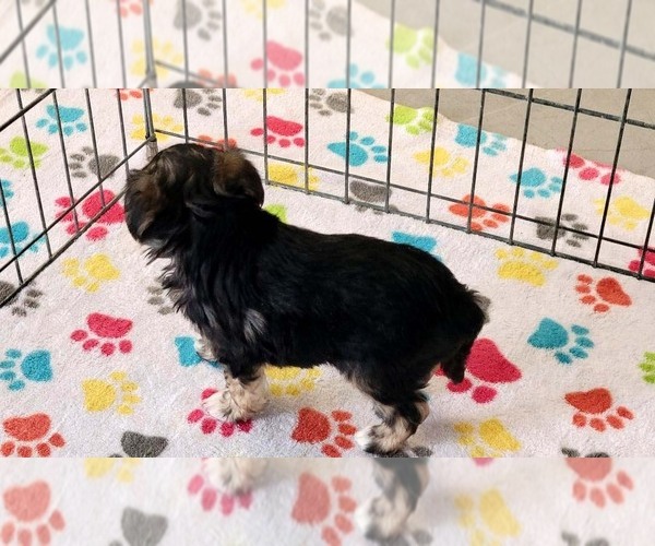 Medium Photo #6 Morkie Puppy For Sale in ORO VALLEY, AZ, USA