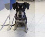 Small Doberman Pinscher