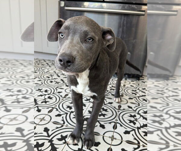 Medium Photo #5 American Pit Bull Terrier-Unknown Mix Puppy For Sale in Lakewood, CO, USA