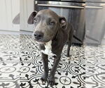 Small Photo #5 American Pit Bull Terrier-Unknown Mix Puppy For Sale in Lakewood, CO, USA