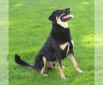 Small #2 German Shepherd Dog Mix