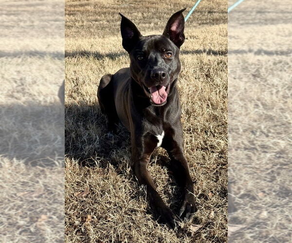 Medium Photo #8 Labrador Retriever-Unknown Mix Puppy For Sale in Glen Allen, VA, USA