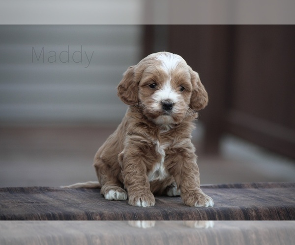 Medium Photo #2 Cockapoo Puppy For Sale in WAYNE CITY, IL, USA