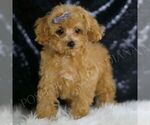 Small Photo #29 Poodle (Toy) Puppy For Sale in WARSAW, IN, USA