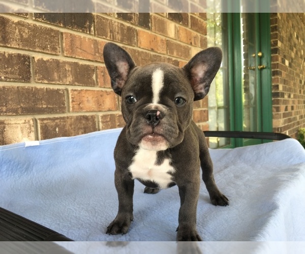 Medium Photo #5 French Bulldog Puppy For Sale in FORESTVILLE, CA, USA
