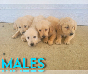 Golden Retriever Puppy for sale in NOVI, MI, USA