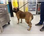 SHADOW - Male Bullmastiff Dog for Adoption - Small photo